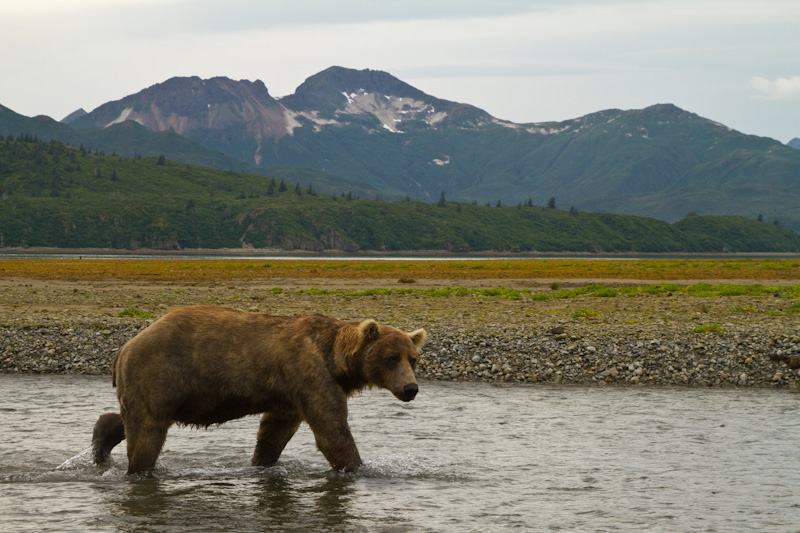 Grizzly Bear In River